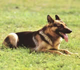 Adestramento de cães em Irajá